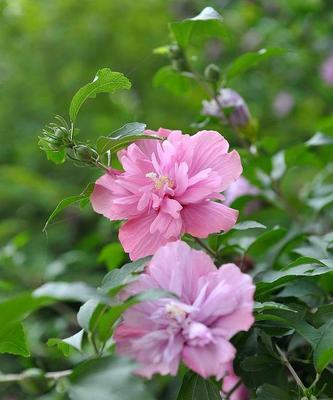 木槿什么时候开花（关于木槿的花期简介）