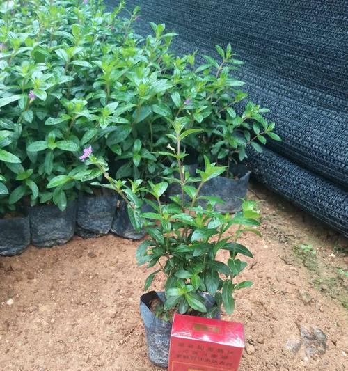 雪茄花怎么养殖（雪茄花种植方法和管理）