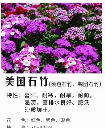 石竹种子怎么种植（分享石竹花的栽培要点）