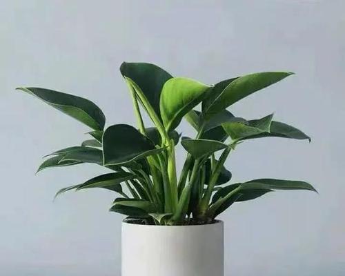 小金钻怎么养殖（家养小金钻的注意事项）