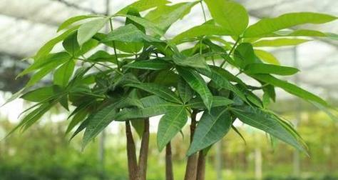 发财树多久浇一次水合适（有关发财树正确浇水方法）