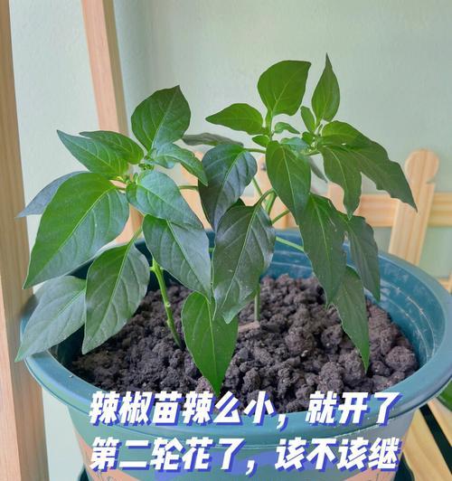 辣椒怎么种植方法（露天辣椒栽培管理技术）