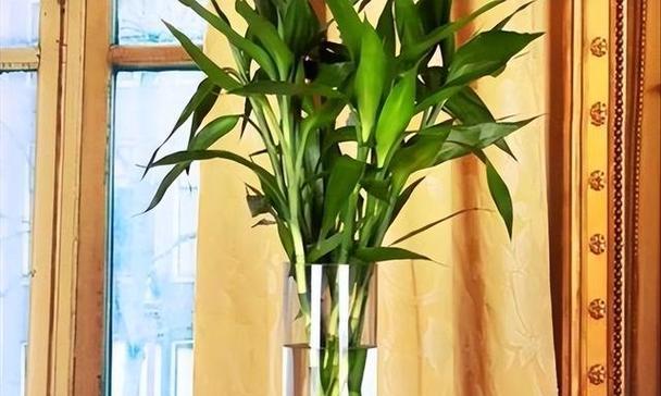 怎样水养富贵竹不黄叶（水养富贵竹的小窍门）