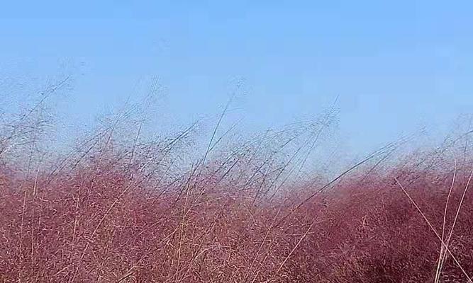 粉黛乱子草什么时候开（粉黛乱子草的种植方法）