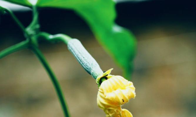 丝瓜如何种植（丝瓜的种植方法步骤）