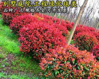 红叶石楠怎么种植好看（关于红叶石楠种植方法及时间）