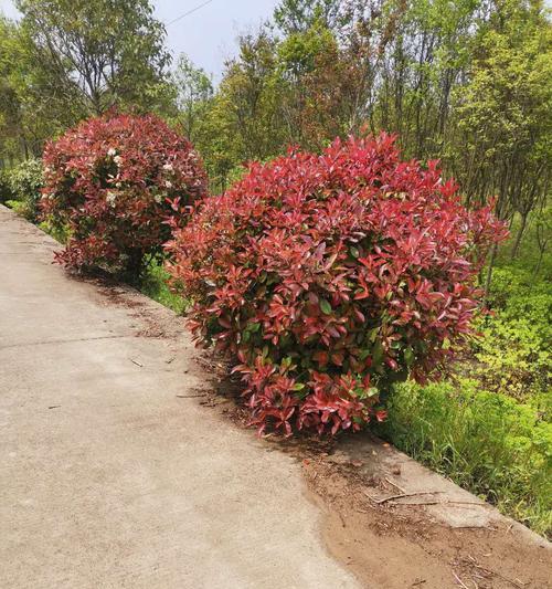 红叶石楠怎么种植好看（关于红叶石楠种植方法及时间）