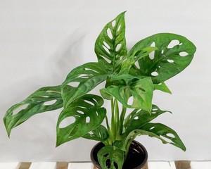 常见室内绿化植物有哪些（盘点六种适合室内养的绿植）