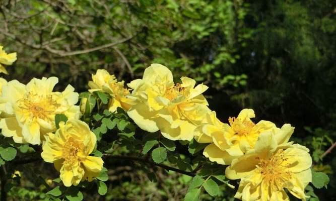 黄刺玫花期多长（关于黄刺玫花期简介）