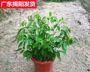 仙草是什么植物（种植仙草的窍门）