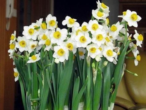 水仙花如何种植（有关水仙花的种植步骤）