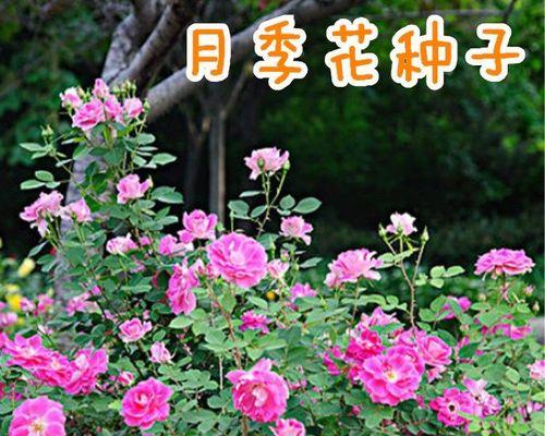 玫瑰花种子怎么种（玫瑰花籽种植方法和时间）