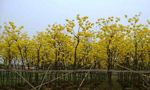 黄花风铃木种植方法（关于黄花风铃木的栽培技术）