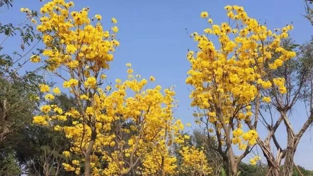 黄花风铃木种植方法（关于黄花风铃木的栽培技术）