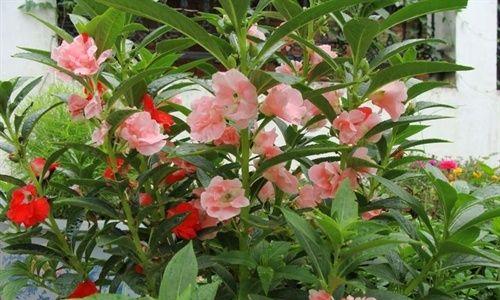 凤仙花靠什么传播（凤仙花靠风传播种子）