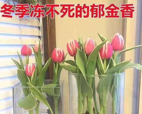 怎样养郁金香（郁金香的养殖方法和注意事项）