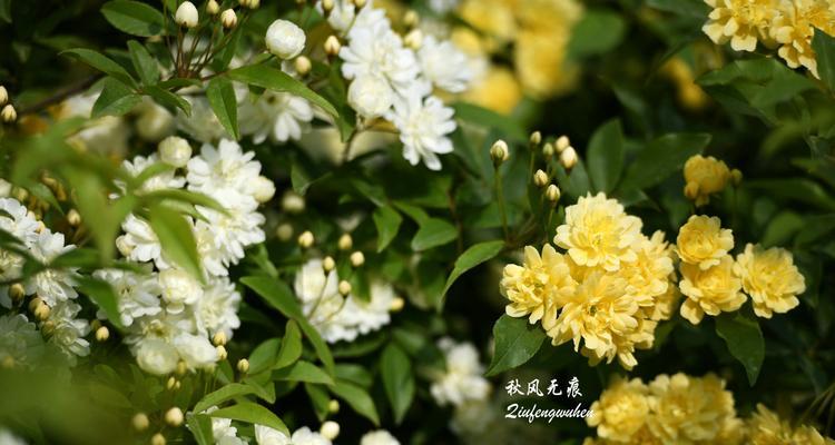 木香花的缺点是什么（有关木香花的养护技巧）