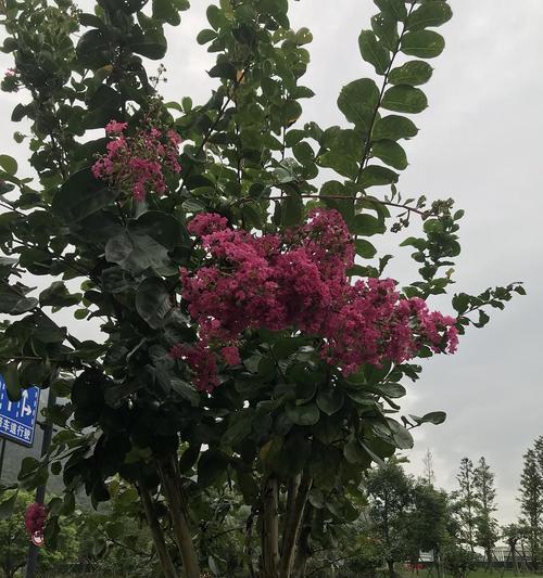 中国十大名贵花树（探索中国古老的花卉之美）