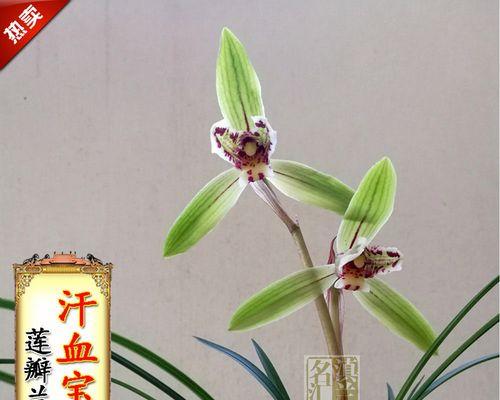 兰花种植用什么土（兰花养殖方法与技巧）