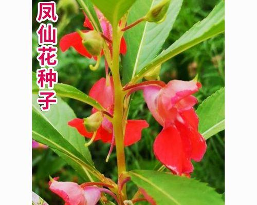 茶花凤仙怎么种植方法（茶花凤仙播种时间和方法）