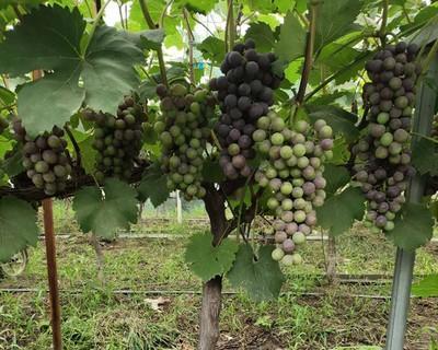 葡萄树怎么种植容易活（有关葡萄种植方法与管理）