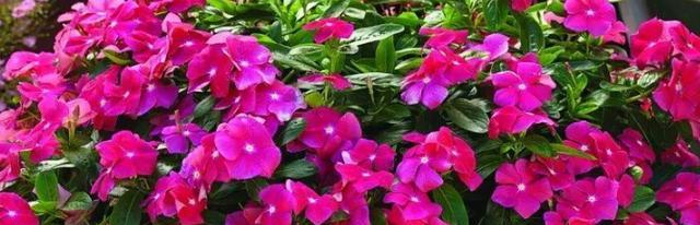 什么花可以四季常开（养不死的四季开花植物）