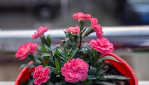什么花可以四季常开（养不死的四季开花植物）