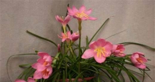 韭菜莲怎么养才能更旺盛（分享韭莲种植小妙招）
