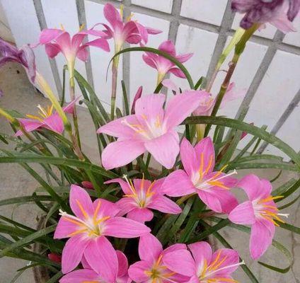 韭菜莲怎么养才能更旺盛（分享韭莲种植小妙招）