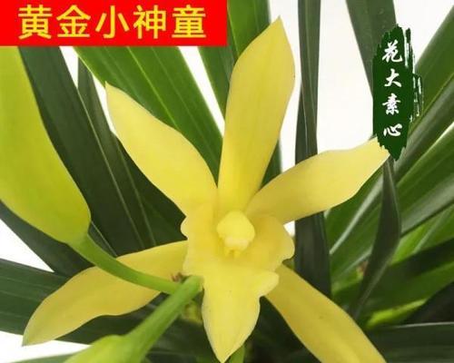 怎样养殖兰花（兰花养殖技巧和注意事项）