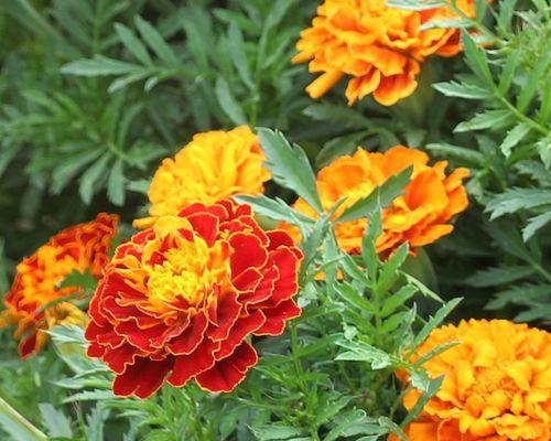 九月的守护花是什么花（了解九月代表性花朵）