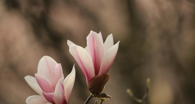 星花玉兰几月份开花（有关玉兰花开花时间）