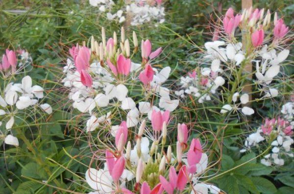 醉蝶花什么时候播种比较好（醉蝶花播种时间和方法）