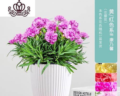 康乃馨花盆栽怎么养（康乃馨的种植方法及养护）