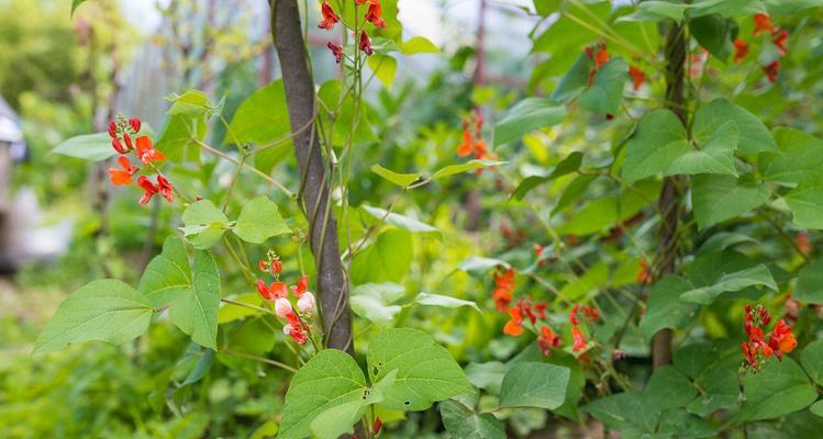 芸豆几月份播种（芸豆种植时间和方法）