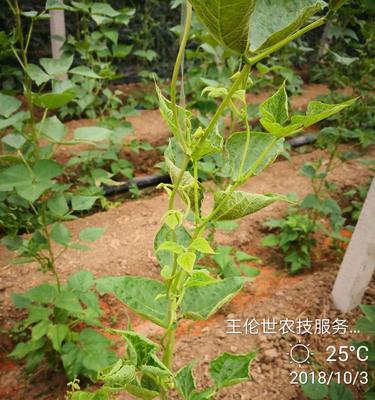 芸豆几月份播种（芸豆种植时间和方法）