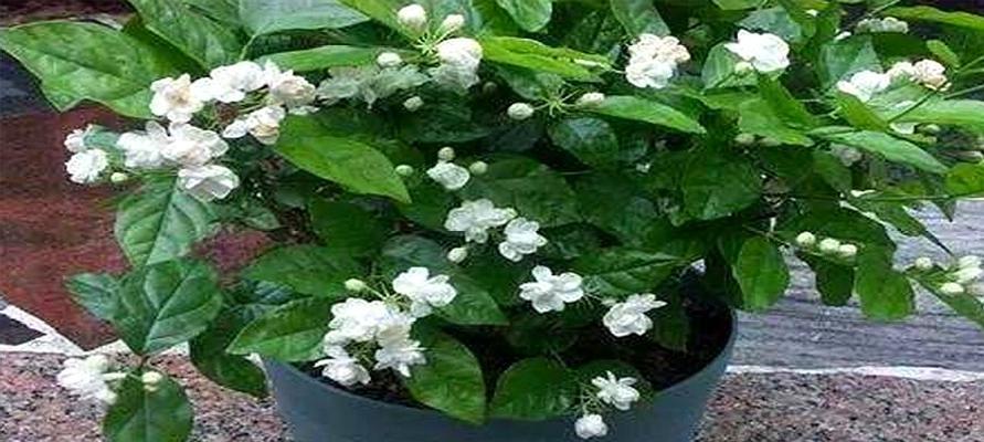 茉莉花怎么养才长得好（茉莉花养护的正确方法）