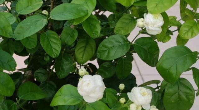 茉莉花怎么养才长得好（茉莉花养护的正确方法）