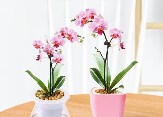 蝴蝶兰好养吗（蝴蝶兰的养护与管理）