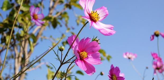 波斯菊什么季节种（波斯菊种植方法和时间）