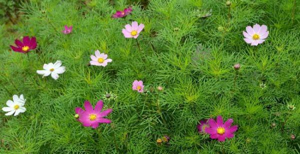 波斯菊什么季节种（波斯菊种植方法和时间）