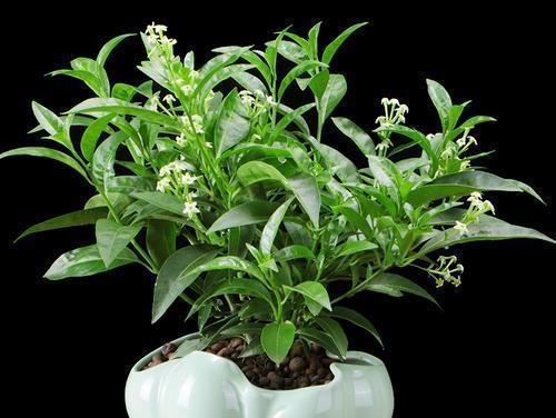 哪种植物适合养在室内（盘点六种适合家养的花卉）