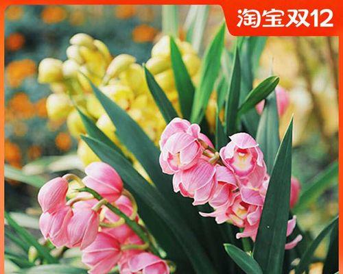 室内易养的花卉有哪些（适合家养的花卉排行）