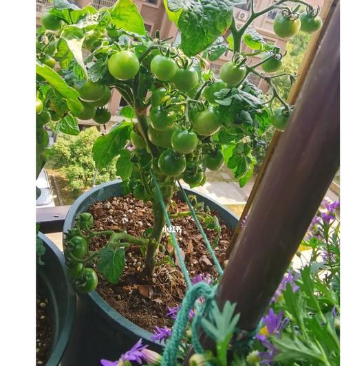 阳台小番茄怎么种植（阳台小番茄种植技术要点）