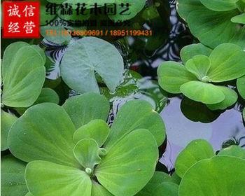 养的水生植物是什么（适合室内水养的植物）