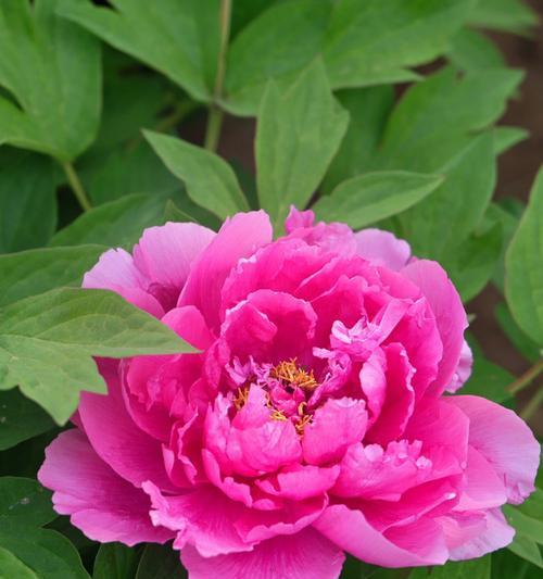 粉色牡丹花的寓意与传说（娇美绽放中华之骄(）