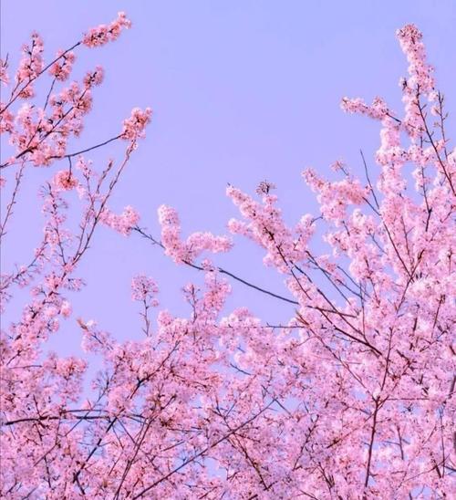 粉色樱花的花语（揭示粉色樱花的神秘花语）
