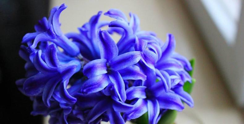 风信子花语（深度解读风信子的花语及传达的情感）