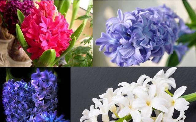 风信子花语（深度解读风信子的花语及传达的情感）