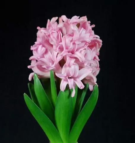 风信子的花语及寓意（解读风信子的花语和象征意义）